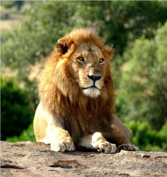 神秘的动物世界