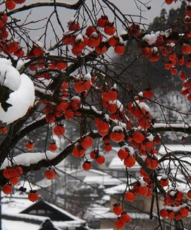 【冻屏警告！】2025冰雪次元裂口全公开！九宫格根本装不下的星际冰宴✨